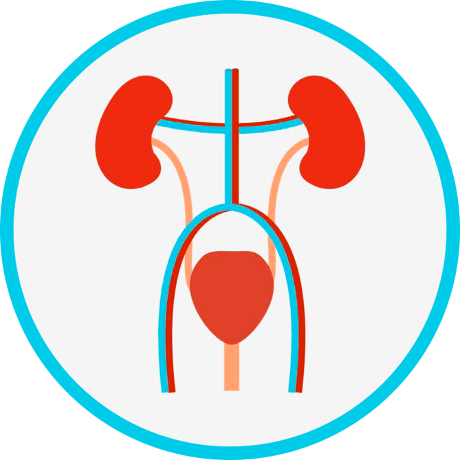 Aparatu genitourinarioaren anatomia